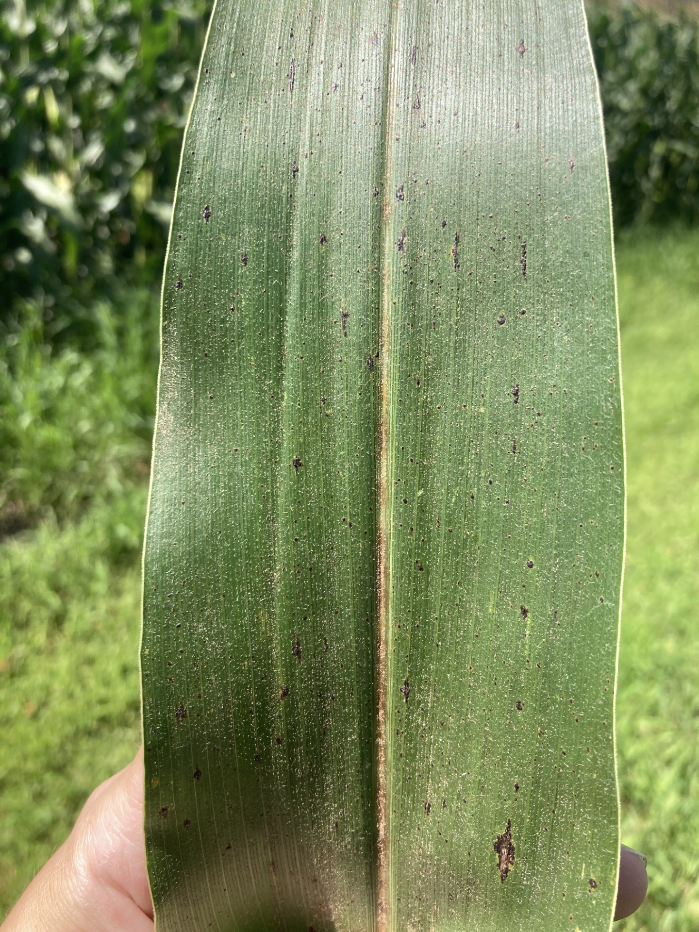 Black, raised lesions on a corn leaf.